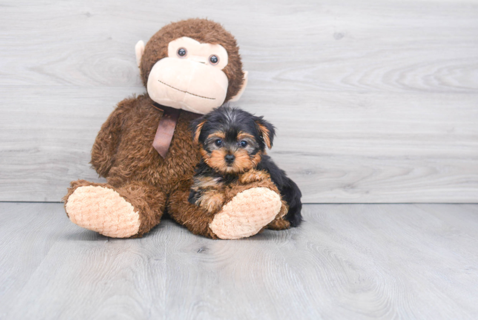 Meet Avery - our Yorkshire Terrier Puppy Photo 