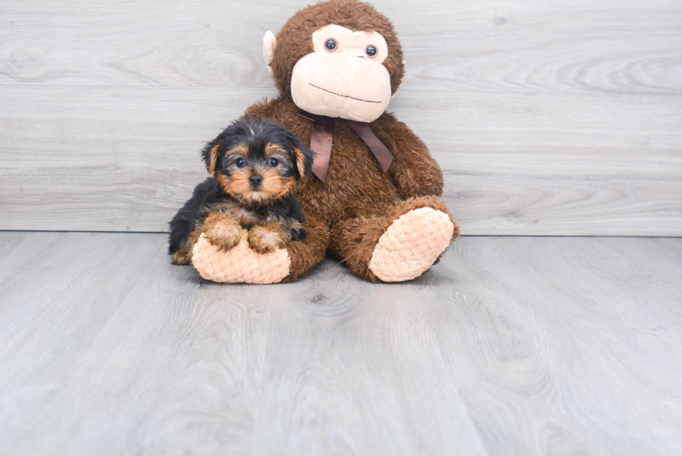 Meet Avery - our Yorkshire Terrier Puppy Photo 