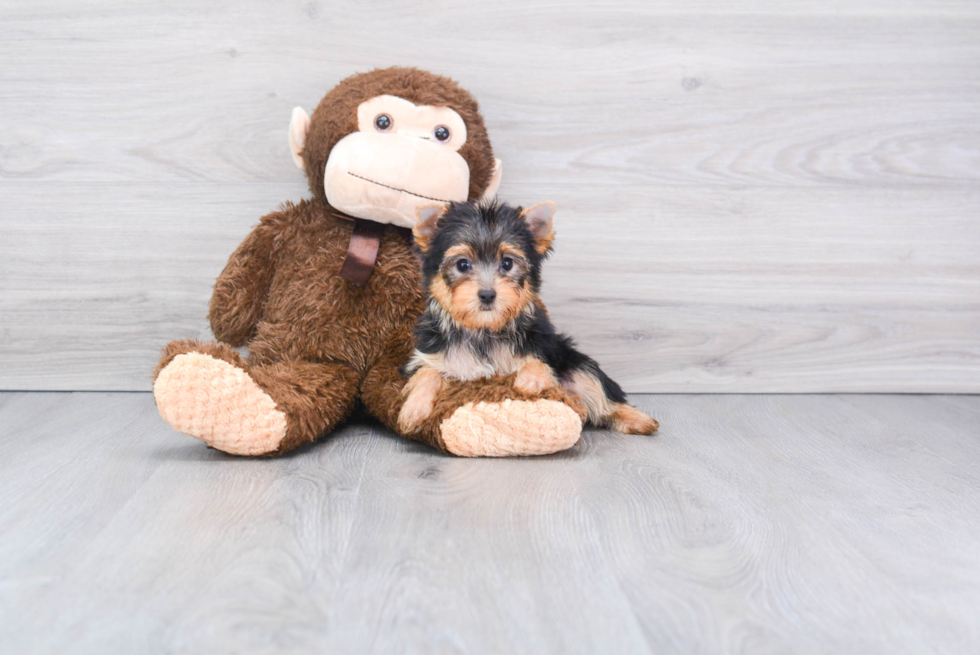 Meet Avery - our Yorkshire Terrier Puppy Photo 