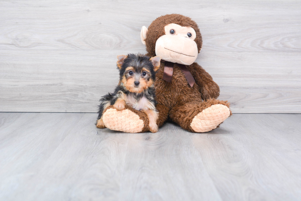 Meet Avery - our Yorkshire Terrier Puppy Photo 
