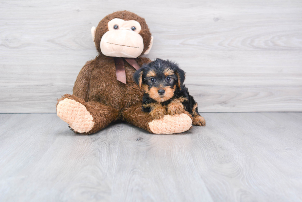 Meet Avery - our Yorkshire Terrier Puppy Photo 