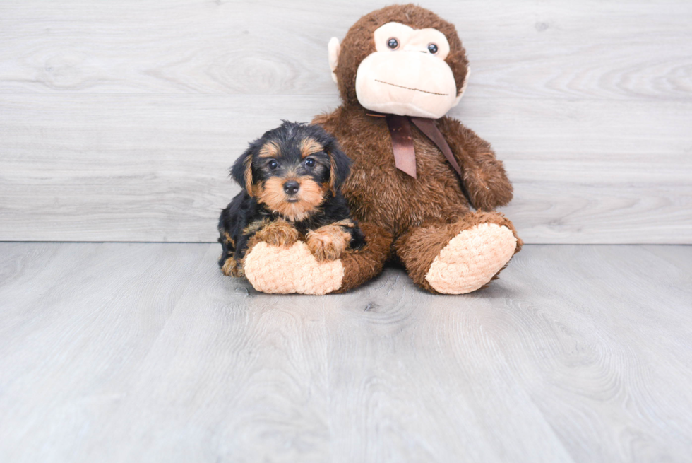 Meet Avery - our Yorkshire Terrier Puppy Photo 