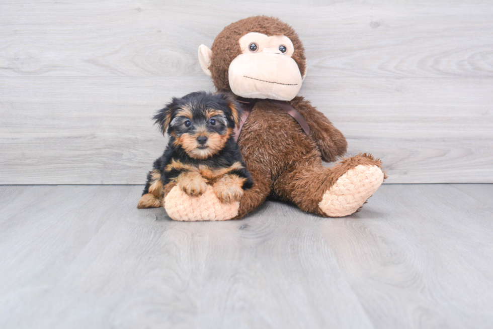 Meet Avery - our Yorkshire Terrier Puppy Photo 