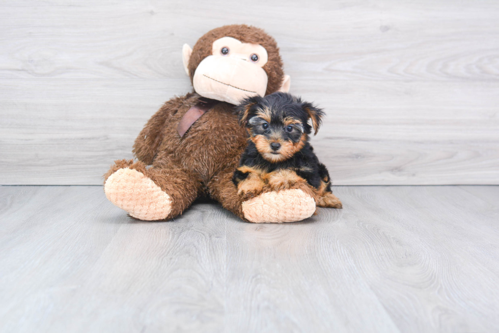Meet Avery - our Yorkshire Terrier Puppy Photo 