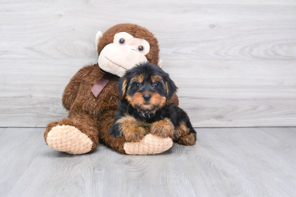 Meet Avery - our Yorkshire Terrier Puppy Photo 