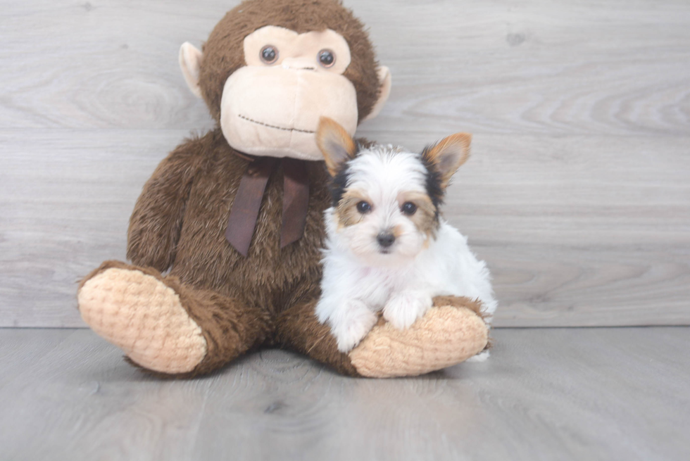 Playful Yorkshire Terrier Purebred Pup