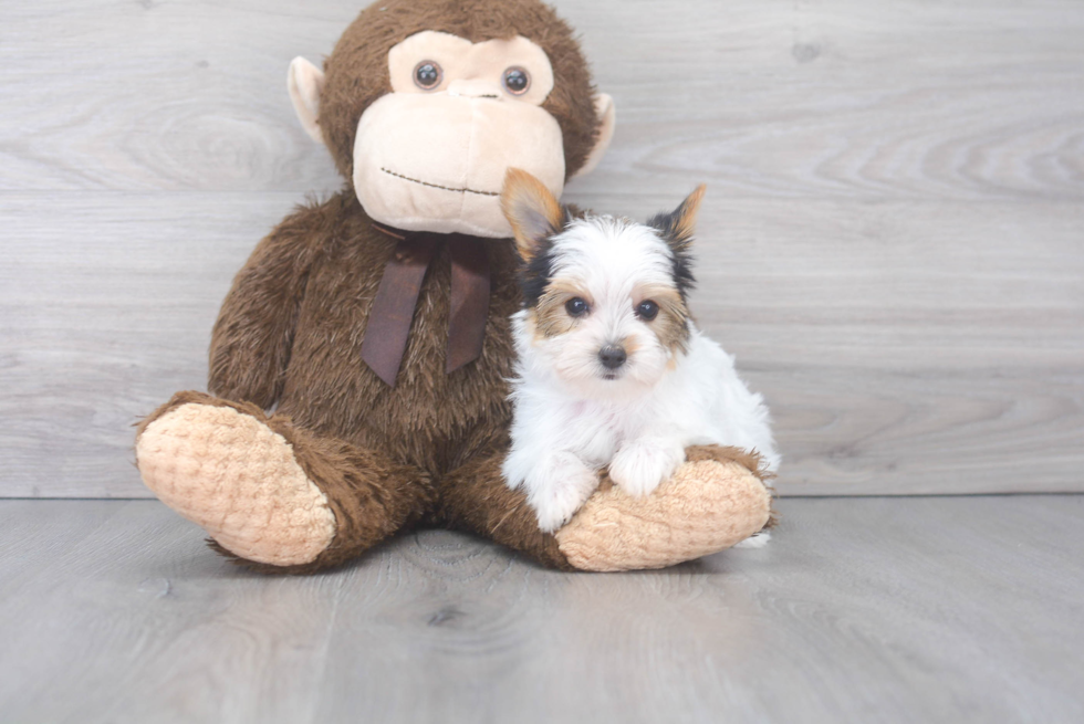 Smart Yorkie Purebred Puppy