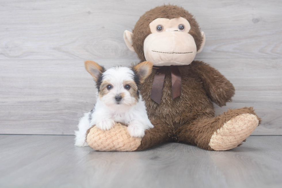 Petite Yorkie Purebred Puppy