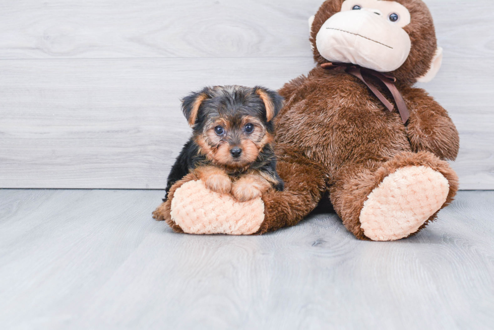 Meet Avery - our Yorkshire Terrier Puppy Photo 