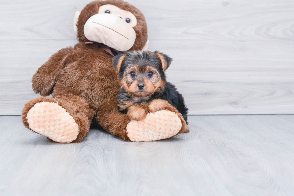 Meet Avery - our Yorkshire Terrier Puppy Photo 