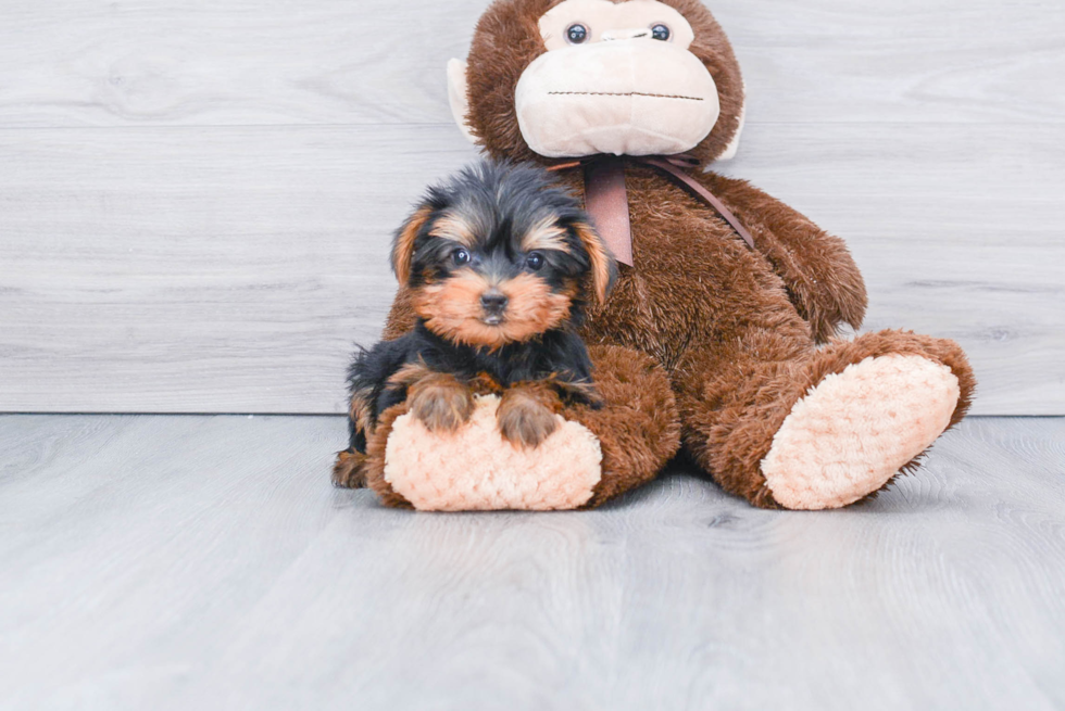 Meet Avery - our Yorkshire Terrier Puppy Photo 