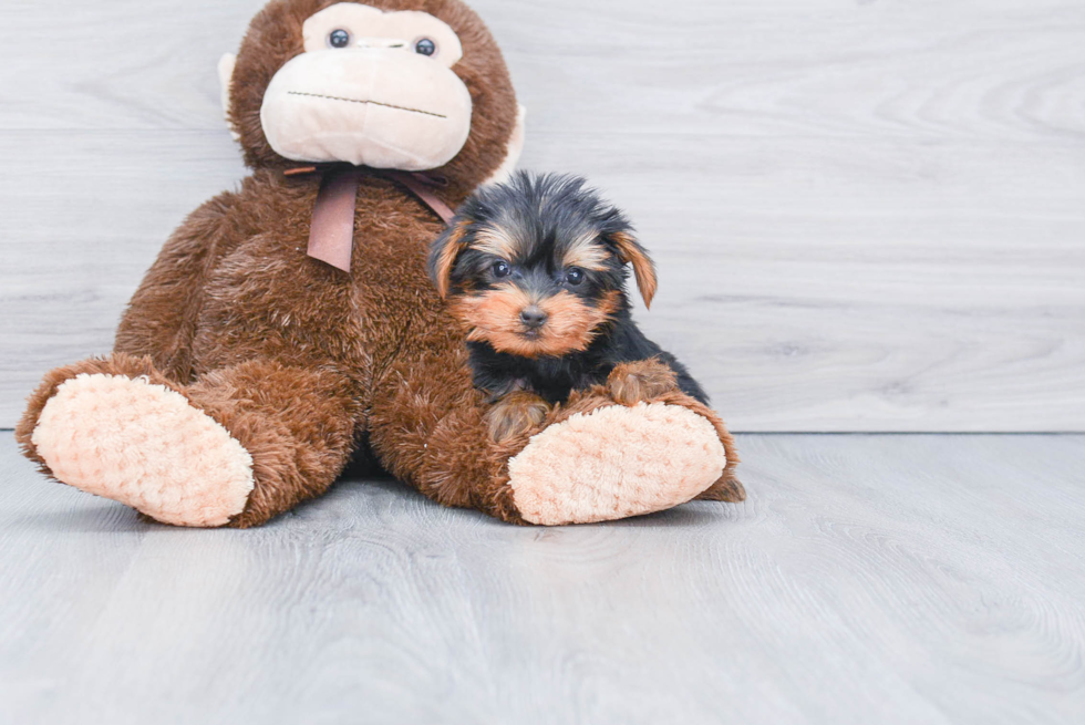 Meet Avery - our Yorkshire Terrier Puppy Photo 