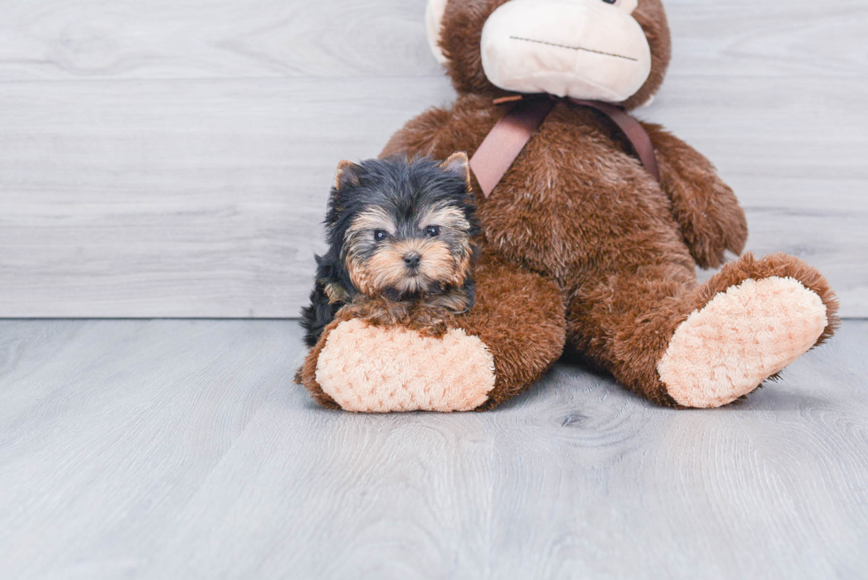 Meet Beckham - our Yorkshire Terrier Puppy Photo 