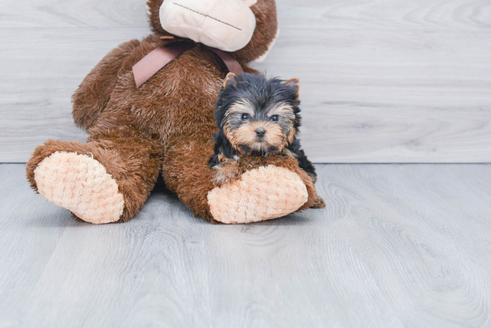 Meet Beckham - our Yorkshire Terrier Puppy Photo 