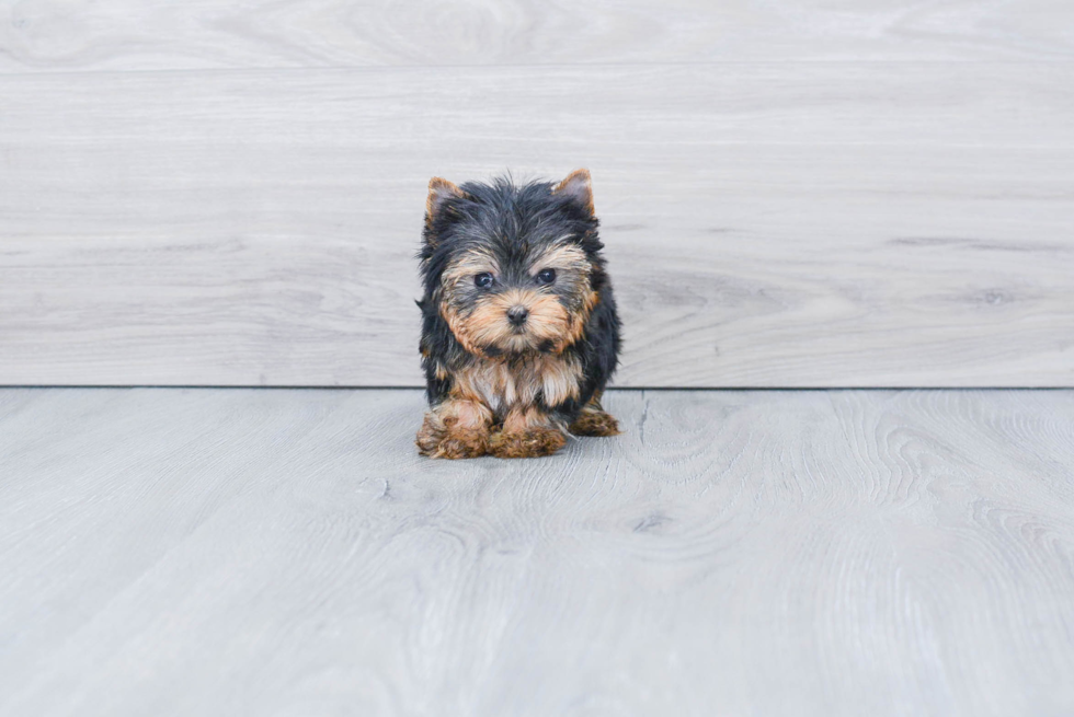 Meet Beckham - our Yorkshire Terrier Puppy Photo 