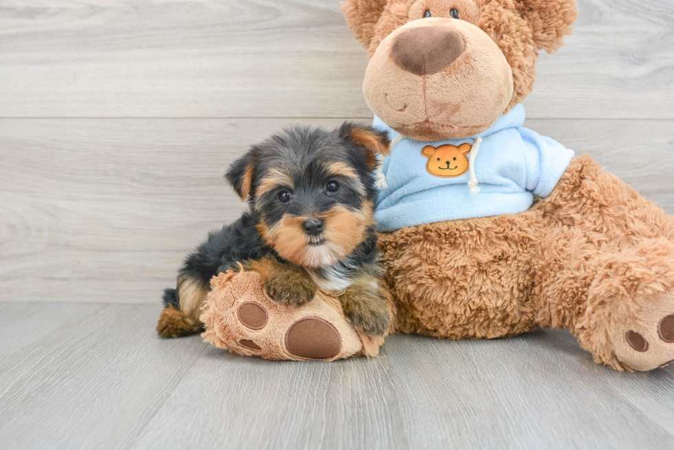 Energetic Yorkie Purebred Puppy