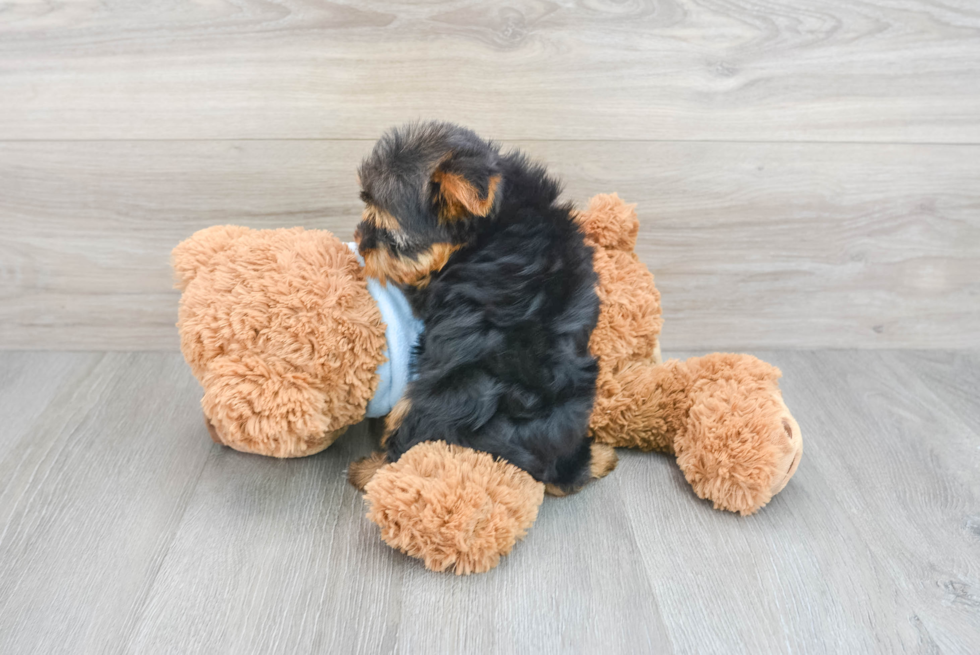 Yorkshire Terrier Puppy for Adoption