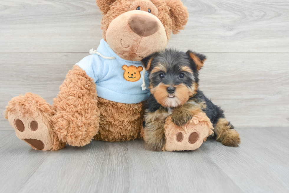 Friendly Yorkshire Terrier Purebred Pup