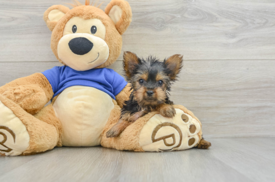 Yorkshire Terrier Puppy for Adoption