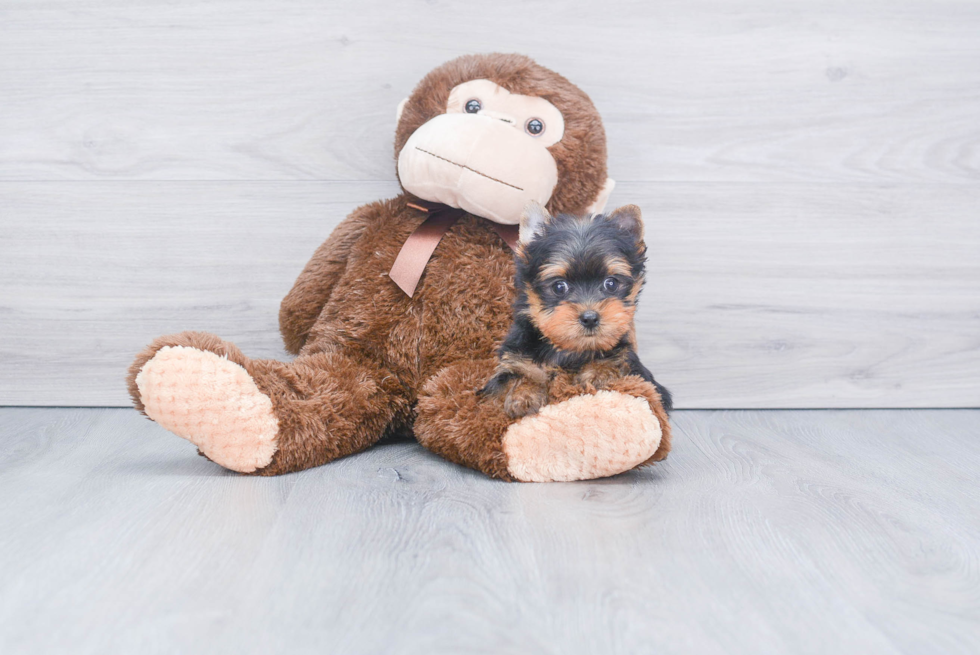 Meet Beckham - our Yorkshire Terrier Puppy Photo 