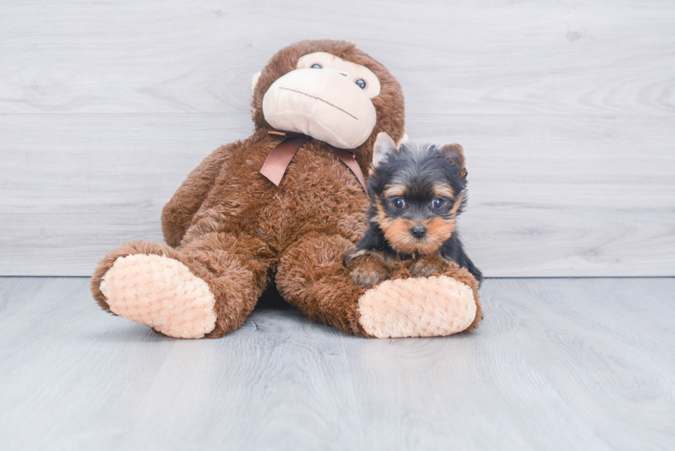 Meet Beckham - our Yorkshire Terrier Puppy Photo 