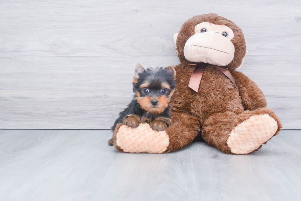 Meet Beckham - our Yorkshire Terrier Puppy Photo 