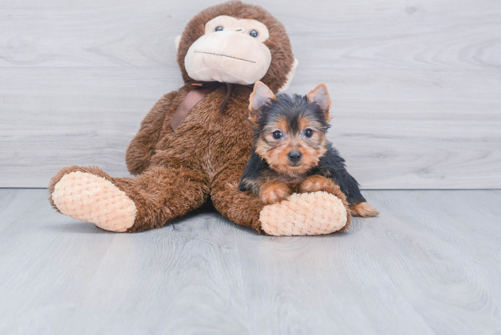 Meet Beckham - our Yorkshire Terrier Puppy Photo 