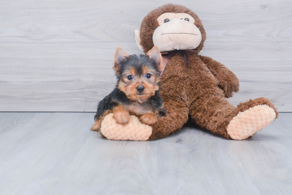 Meet Beckham - our Yorkshire Terrier Puppy Photo 