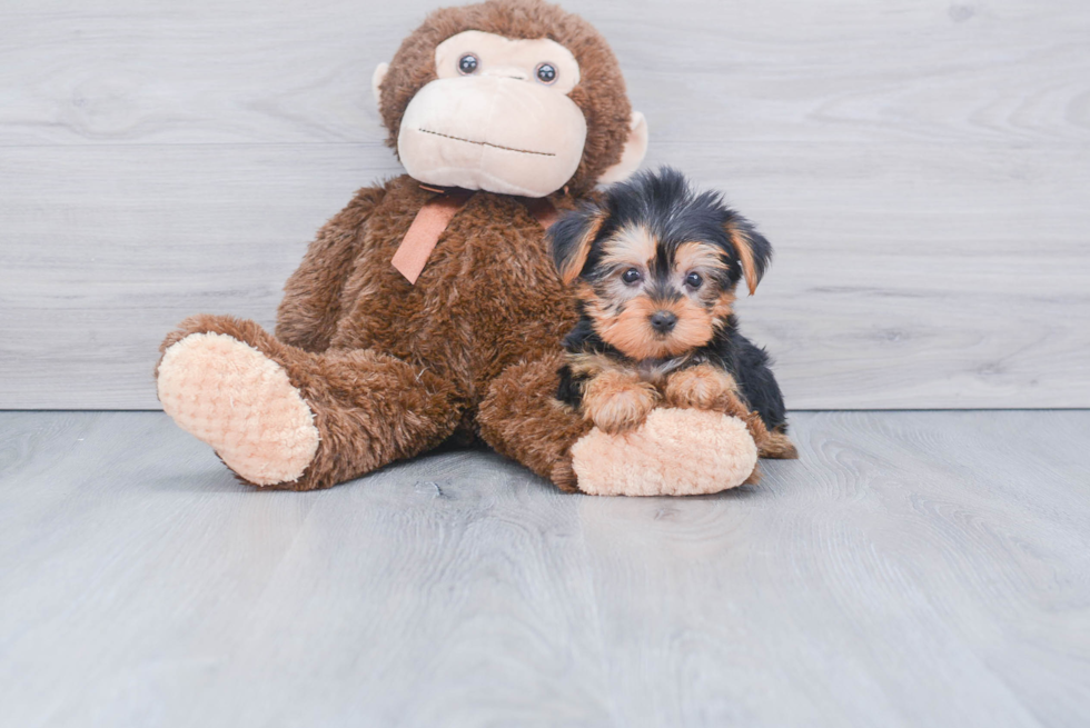 Meet Beckham - our Yorkshire Terrier Puppy Photo 