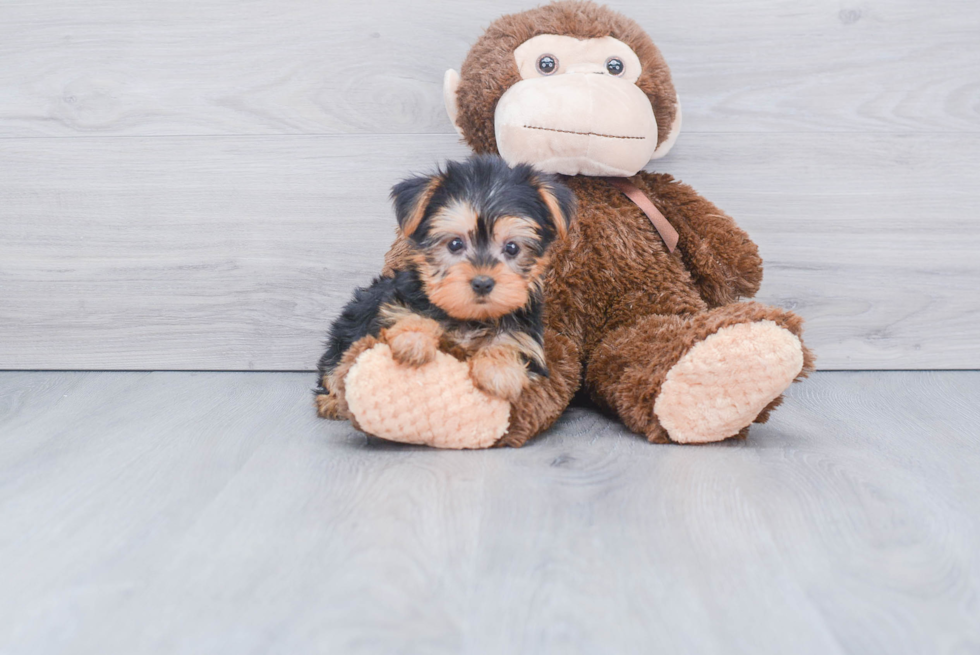 Meet Beckham - our Yorkshire Terrier Puppy Photo 