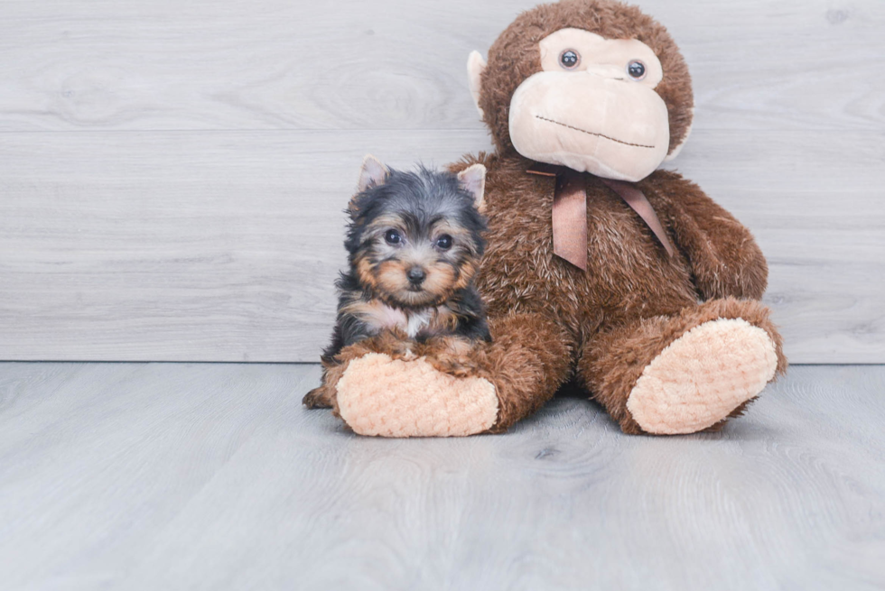 Meet Beckham - our Yorkshire Terrier Puppy Photo 