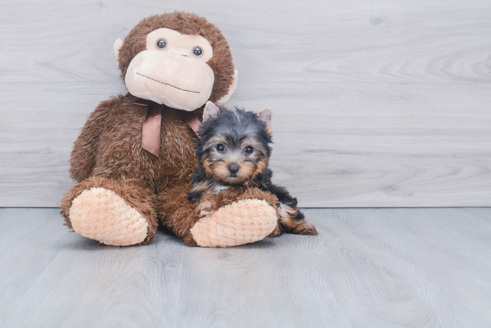 Meet Beckham - our Yorkshire Terrier Puppy Photo 