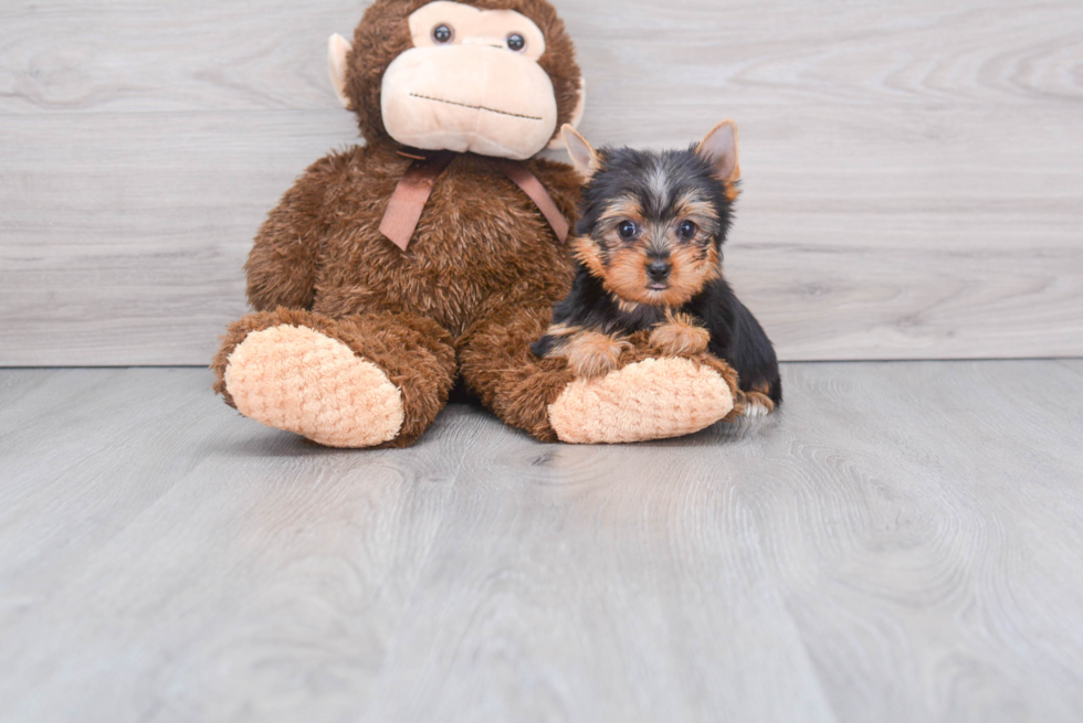 Meet Beckham - our Yorkshire Terrier Puppy Photo 