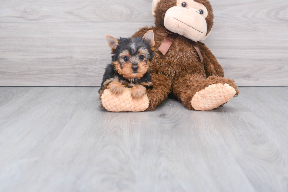 Meet Beckham - our Yorkshire Terrier Puppy Photo 