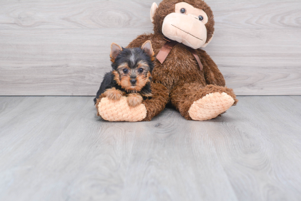 Meet Beckham - our Yorkshire Terrier Puppy Photo 