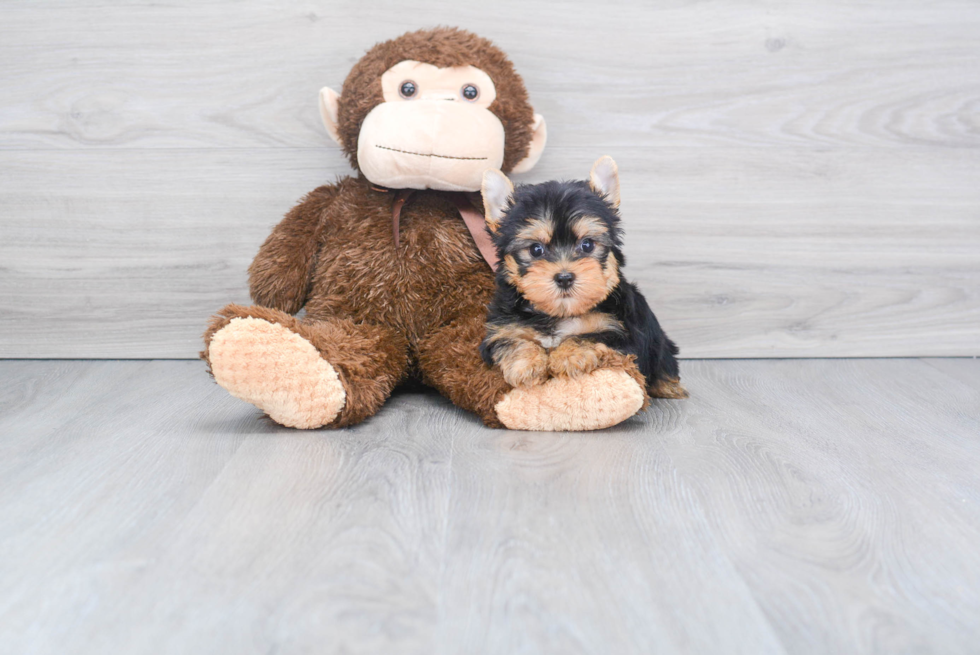 Meet Beckham - our Yorkshire Terrier Puppy Photo 