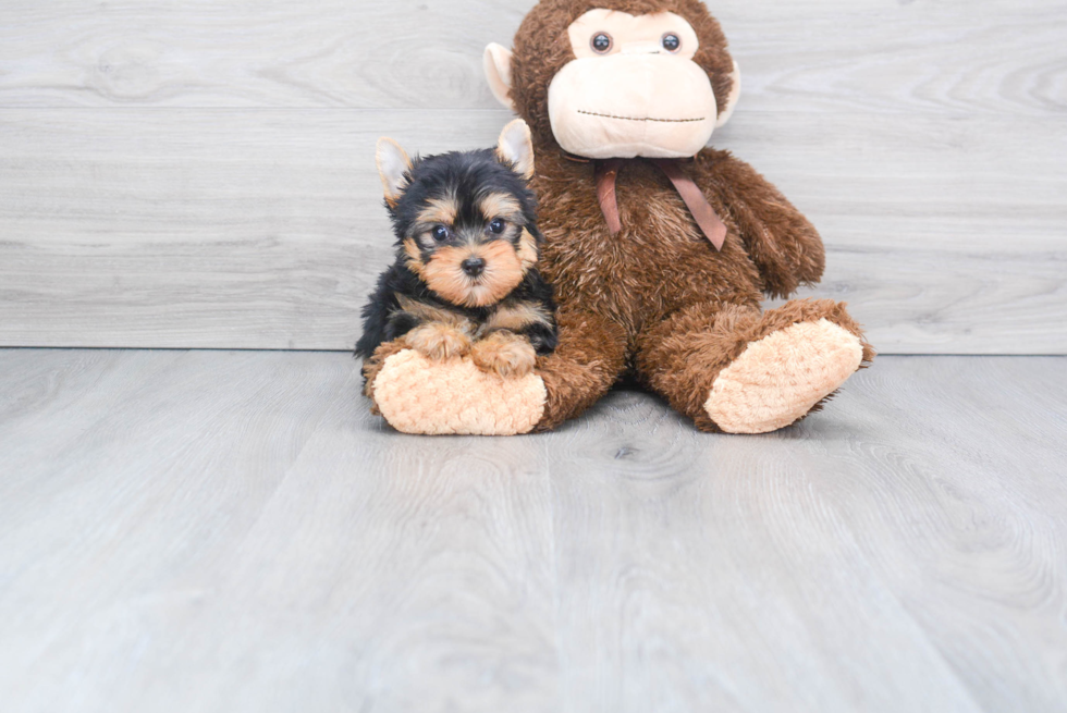 Meet Beckham - our Yorkshire Terrier Puppy Photo 