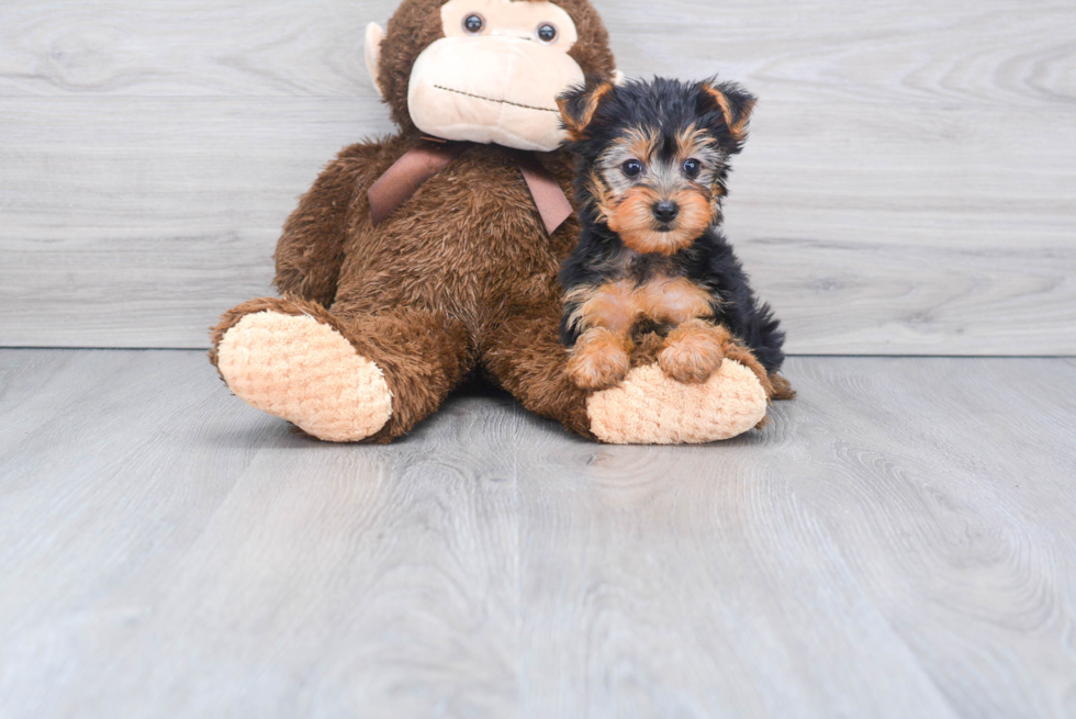 Meet Beckham - our Yorkshire Terrier Puppy Photo 