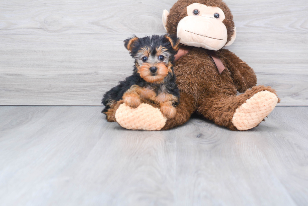 Meet Beckham - our Yorkshire Terrier Puppy Photo 