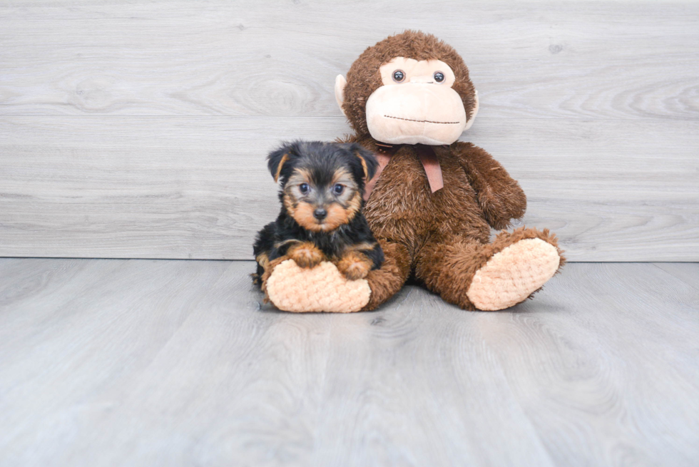 Meet Beckham - our Yorkshire Terrier Puppy Photo 