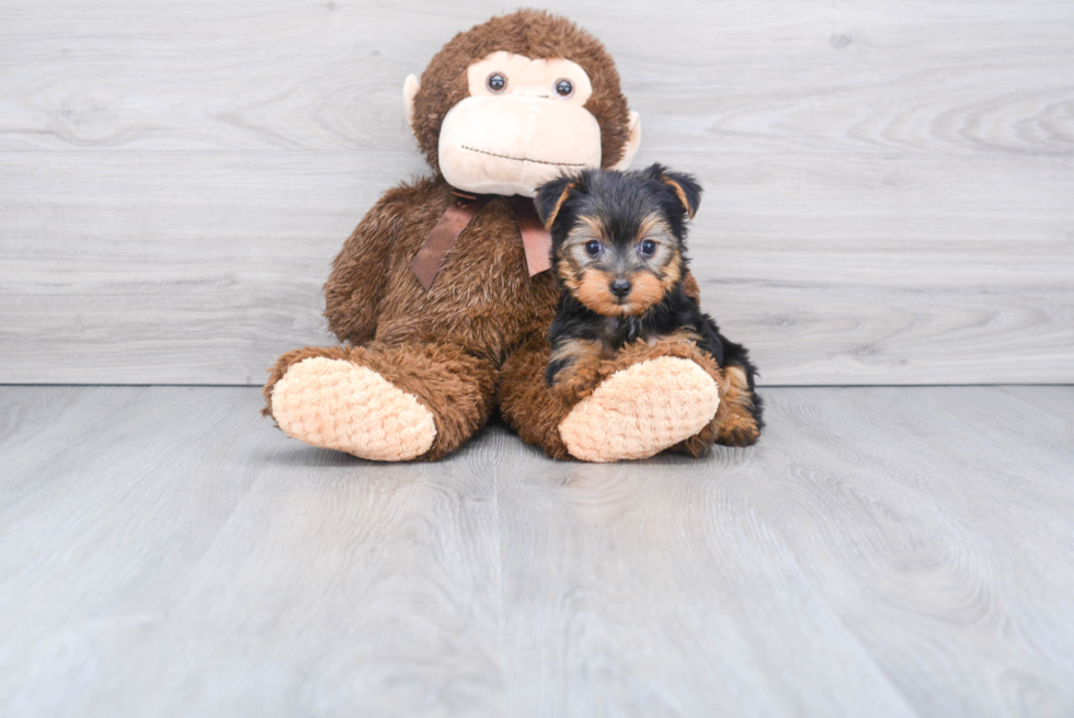 Meet Beckham - our Yorkshire Terrier Puppy Photo 