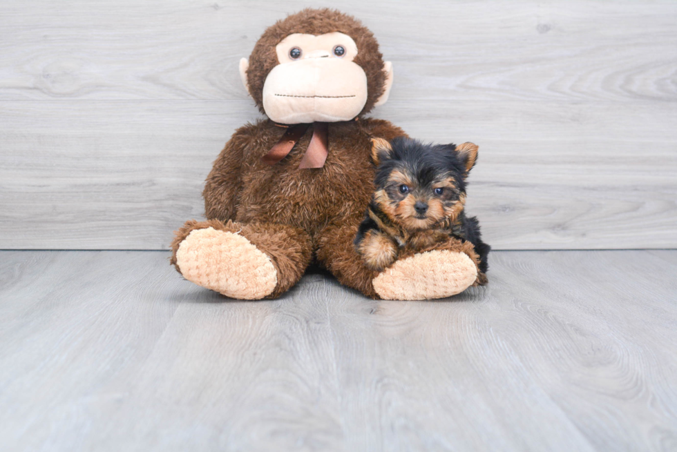 Meet Beckham - our Yorkshire Terrier Puppy Photo 