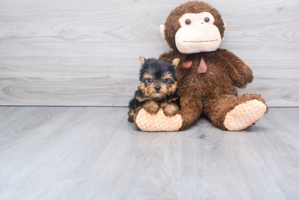 Meet Beckham - our Yorkshire Terrier Puppy Photo 