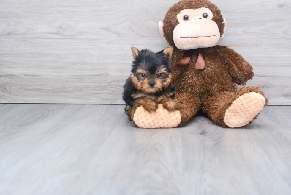 Meet Beckham - our Yorkshire Terrier Puppy Photo 