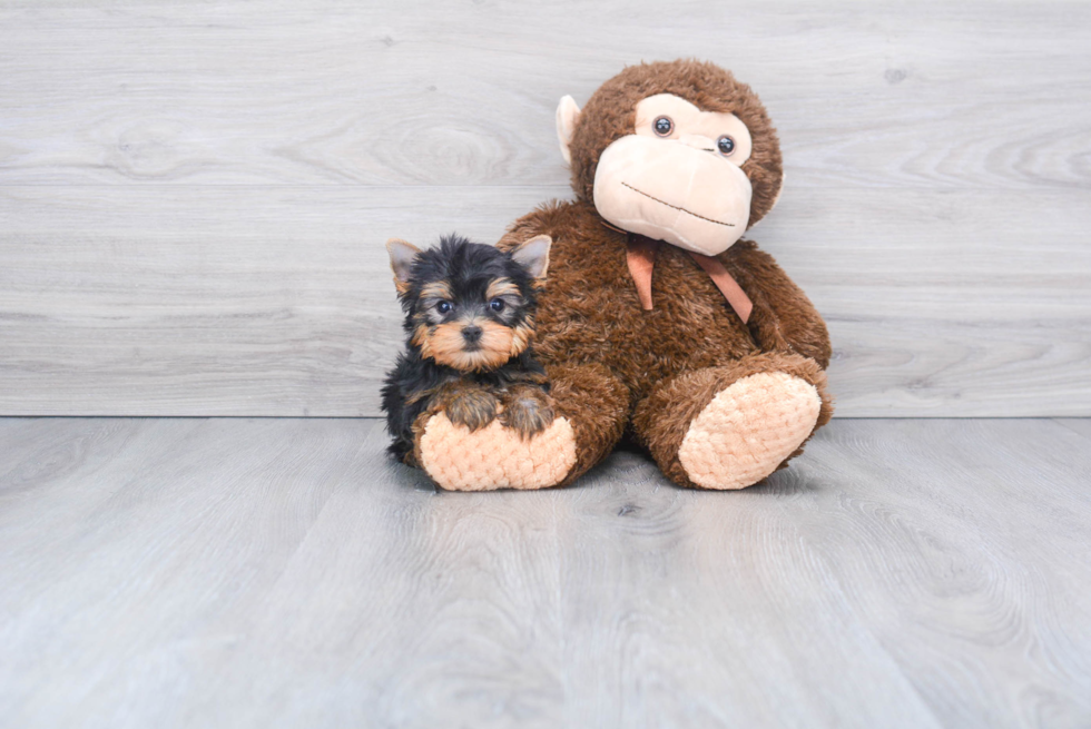 Meet Beckham - our Yorkshire Terrier Puppy Photo 