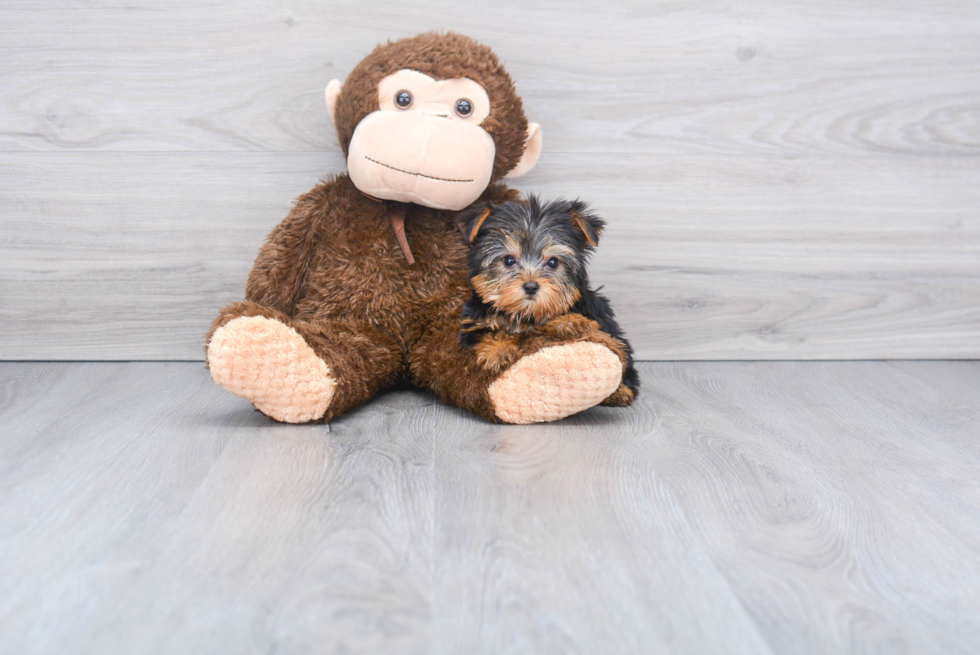 Meet Beckham - our Yorkshire Terrier Puppy Photo 