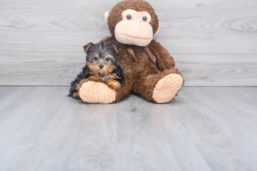 Meet Beckham - our Yorkshire Terrier Puppy Photo 