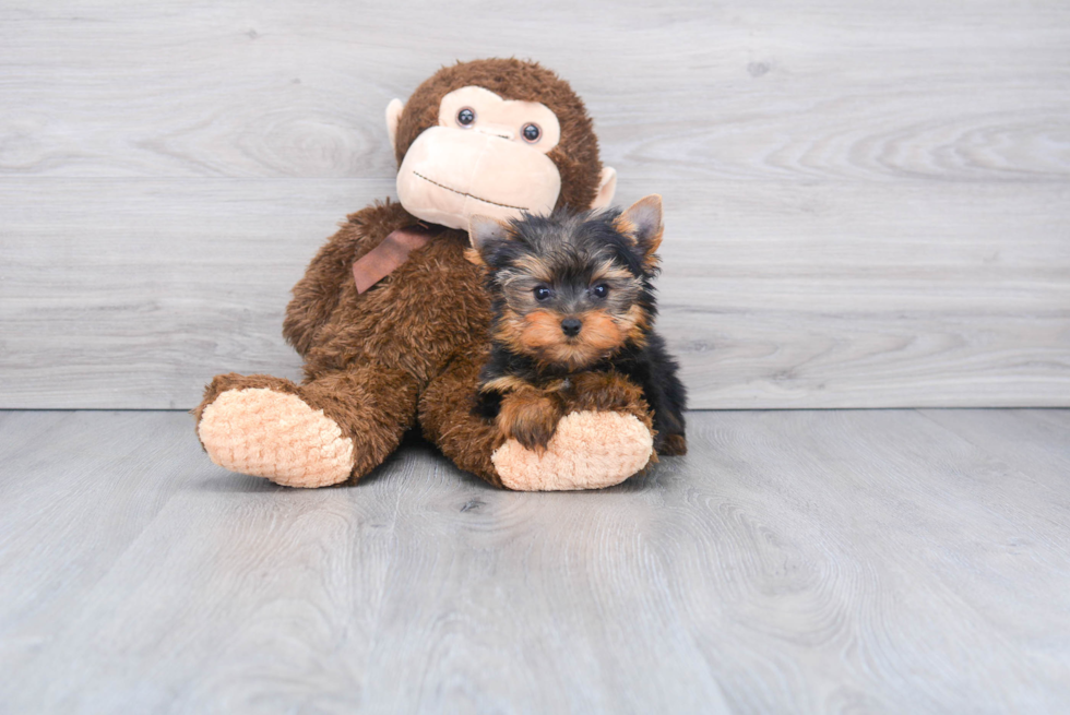 Meet Gary - our Yorkshire Terrier Puppy Photo 