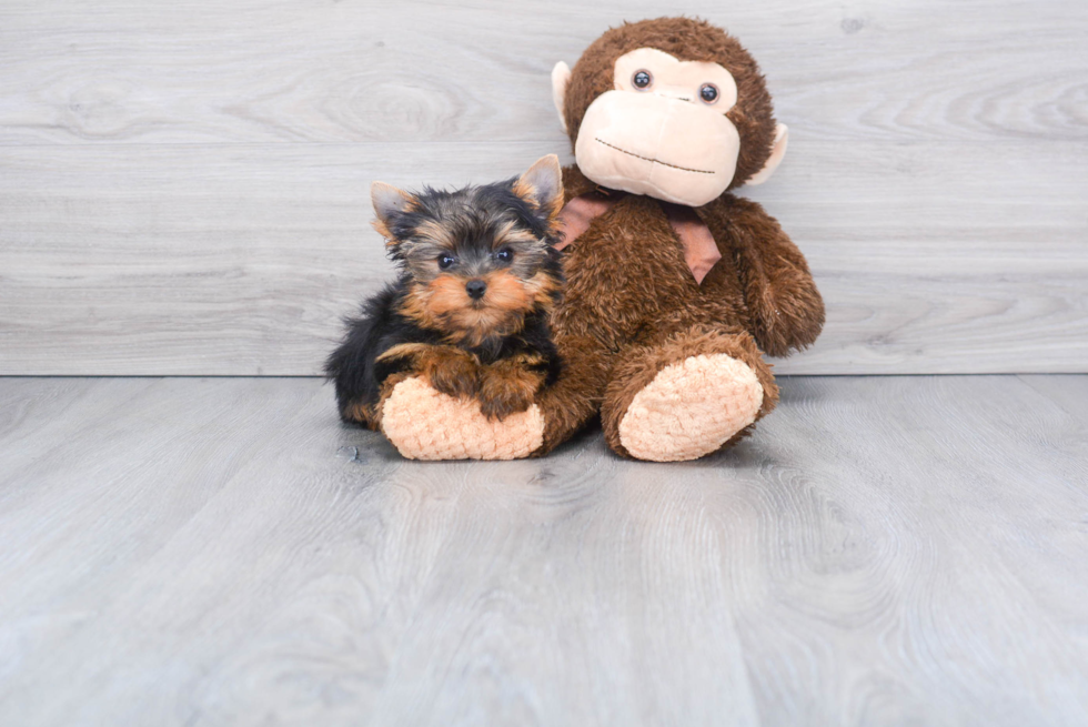 Meet Gary - our Yorkshire Terrier Puppy Photo 