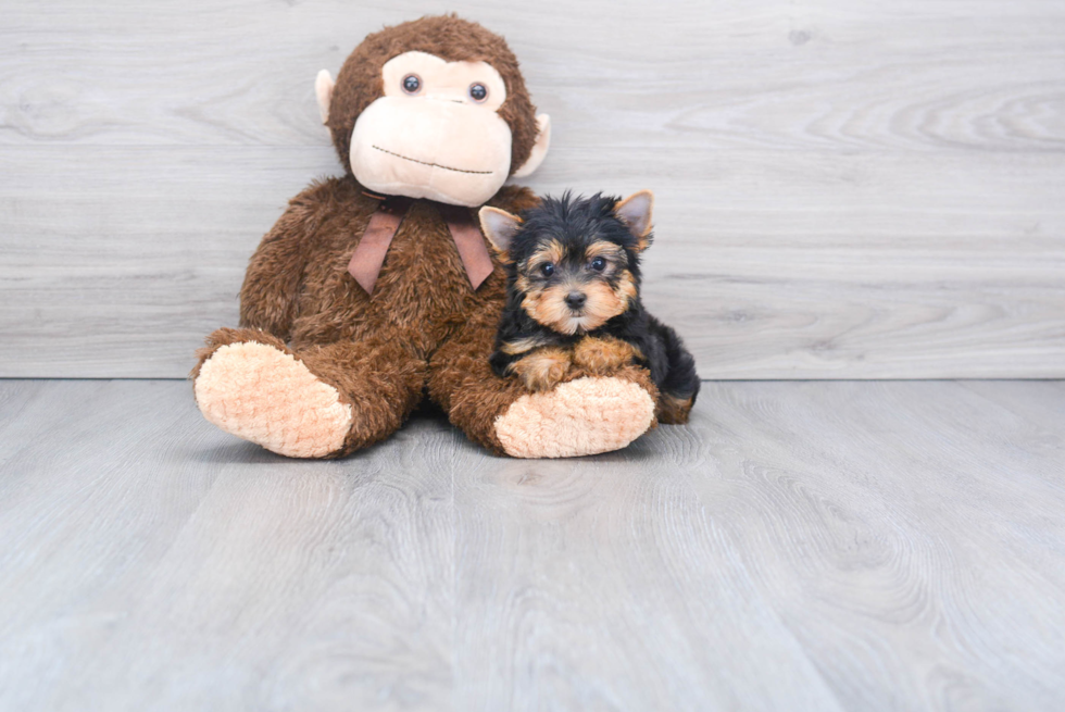 Meet Beckham - our Yorkshire Terrier Puppy Photo 